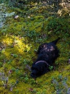 Peppi metsässä