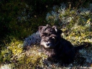 Omena metsässä