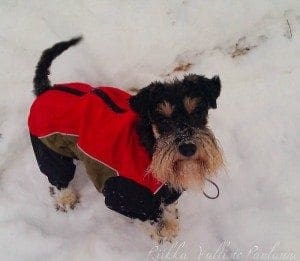 Nanni talvella metsässä