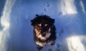 Nanni Vangasjärven jäällä
