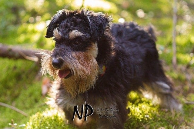 Kääpiösnautseri Nanni metsäretkellä © Niko Paulanne - www.nikopaulanne.com (4)