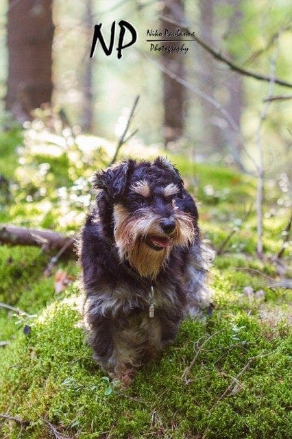Kääpiösnautseri Nanni metsäretkellä © Niko Paulanne - www.nikopaulanne.com (3)