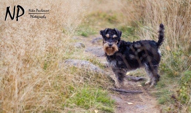 Kääpiösnautseri Nanni metsäretkellä © Niko Paulanne - www.nikopaulanne.com (2)