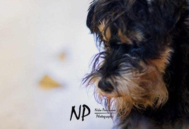 Nanni ja Tiiti © Niko Paulanne - www.nikopaulanne.com (1)